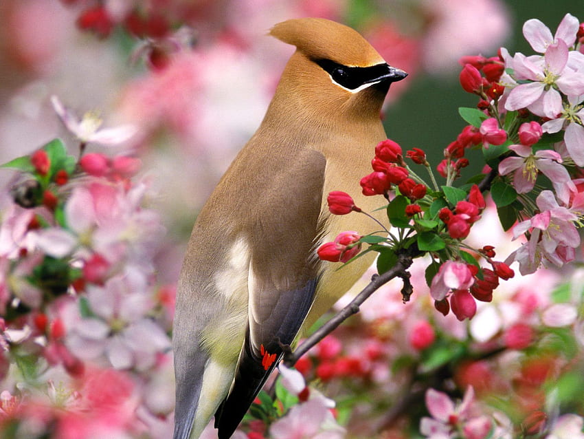 per gli amanti dei fiori Fiori con uccellini [] per il tuo , cellulare e tablet. Esplora uccelli e fiori. Uccello per pareti, con Sfondo HD