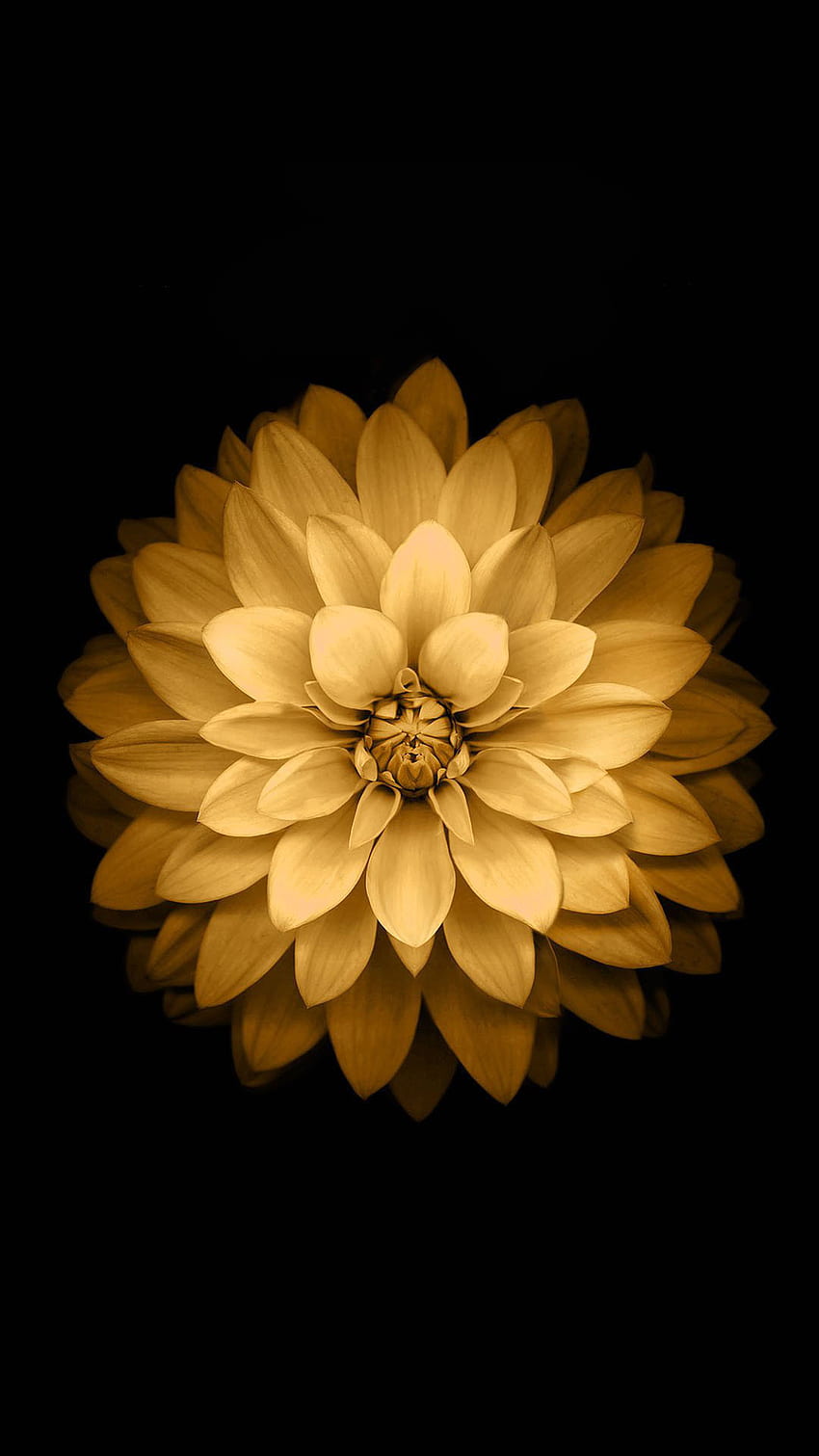 Flor de loto dorado iOS fondo de pantalla del teléfono