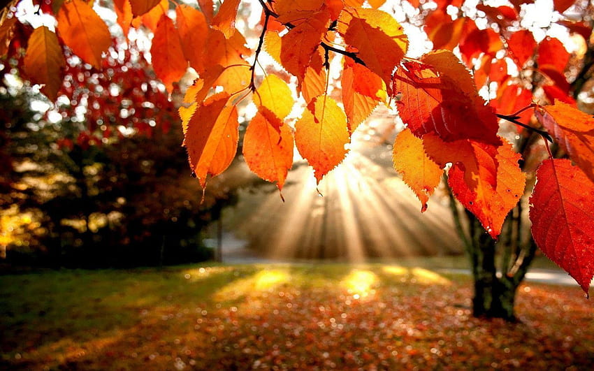 Herbst Hintergrund HD-Hintergrundbild