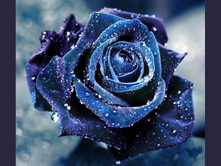 Blue Rose, blue, rose, wet, , beautiful HD wallpaper