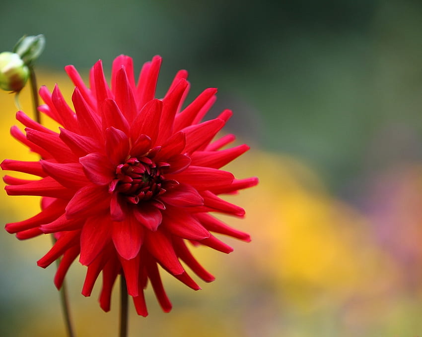 Red Dahlia, color, bud, petals, flower, red, nature, fresh, macro HD wallpaper