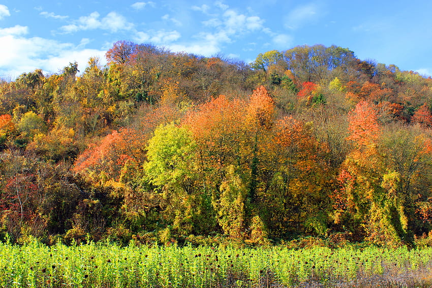 Natur, Bäume, Gras, Herbst, Wald HD-Hintergrundbild