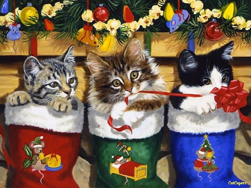 스타킹이 걸렸다, 크리스마스, 고양이, 새끼 고양이, 트리오, 스타킹 HD 월페이퍼
