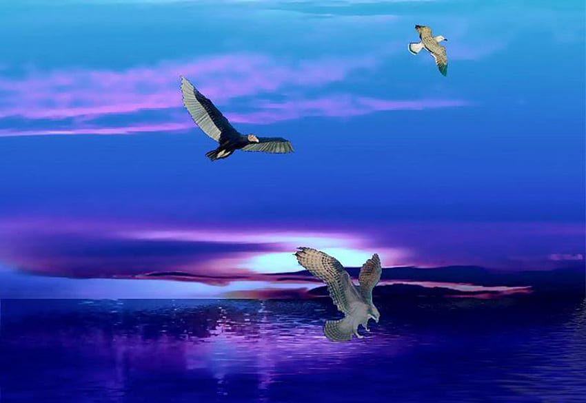 Eagles, sea, birds, animals HD wallpaper