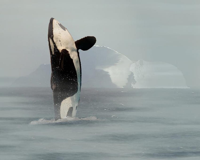 MAJESTIC ORCA, baleia, orca, água, oceano papel de parede HD