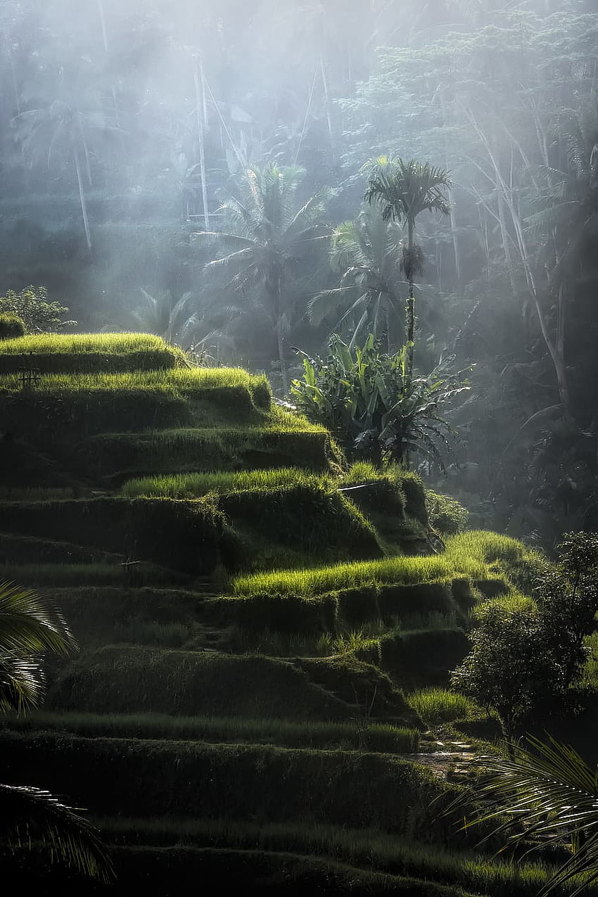 : Green Hill, bali, environment, fog, foggy, landscape, Sawah HD phone wallpaper