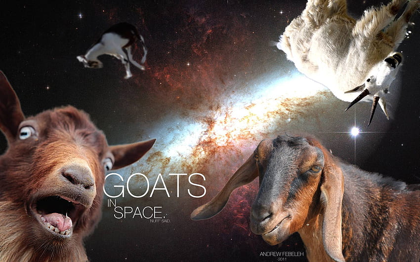 Goat Background. Silly Goat, Funny Goat HD wallpaper