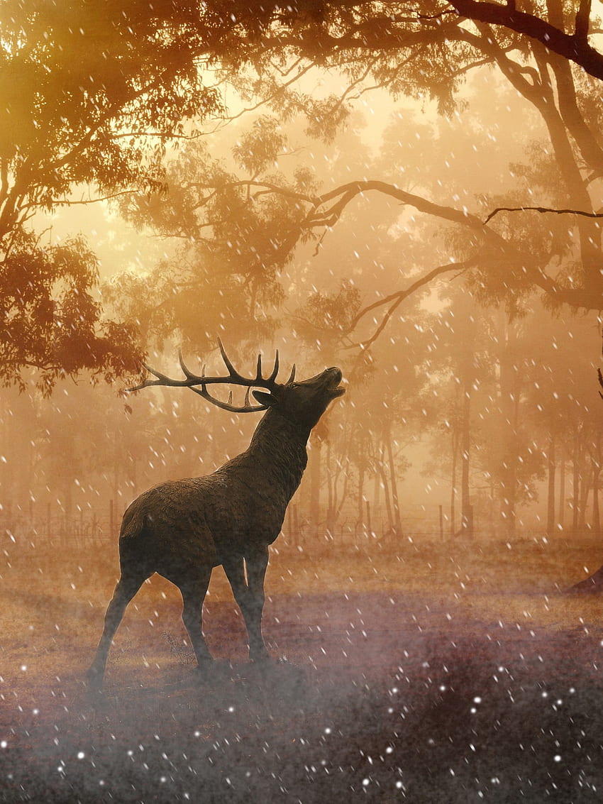 森の中の美しいダマジカ 秋の Retina iPad - , 秋の鹿 HD電話の壁紙