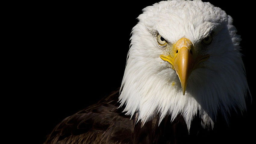 Eagle Background Is Cool, Native Eagle HD wallpaper