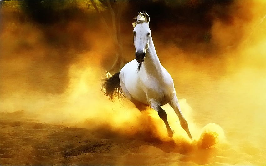 Piękne dzikie konie [] dla Twojego telefonu komórkowego i tabletu. Przeglądaj tło dzikiego konia. Dzikie konie, dziki koń, koń, piękne konie biegające dziko Tapeta HD