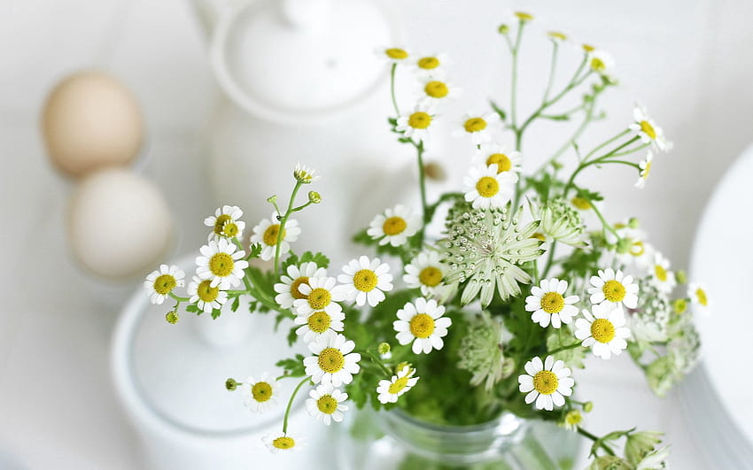 Flowers, Camomile, Bank, Morning, Table, Jar, Breakfast HD wallpaper