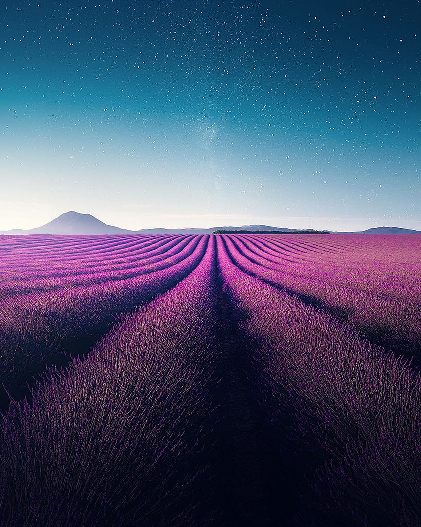 Ferme, fleurs violettes, paysage, lavande, nature Fond d'écran de téléphone HD