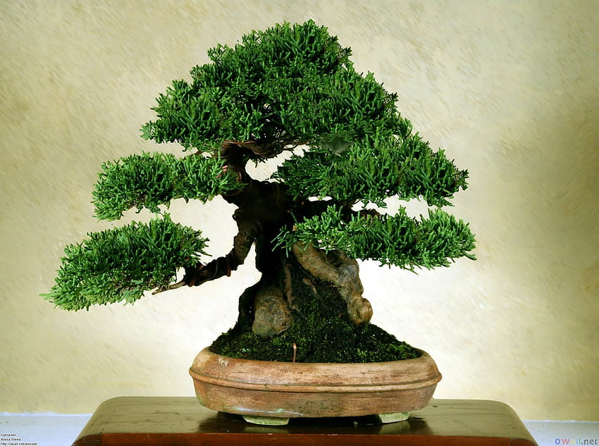 Classificações de tamanho de árvore Bonsai - Bonsai Tree Gardener, Maple Bonsai papel de parede HD