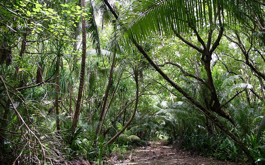 Natura, Las, Tropiki, Dżungla, Roślinność Drzewa Tapeta HD