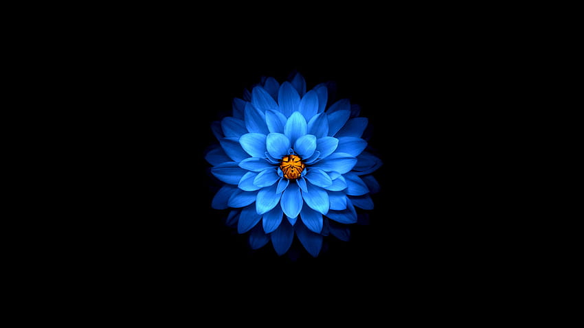 flor dália azul papel de parede HD