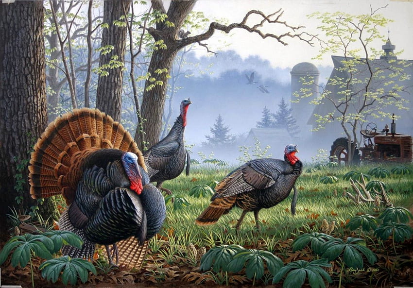 Foggy Morning Trio Wild Turkey By Larry Zach. Wildlife Art HD wallpaper