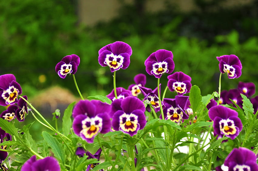 Flowers, Grass, Pansies, Smile, Smiles, Faces, Muzzles HD wallpaper