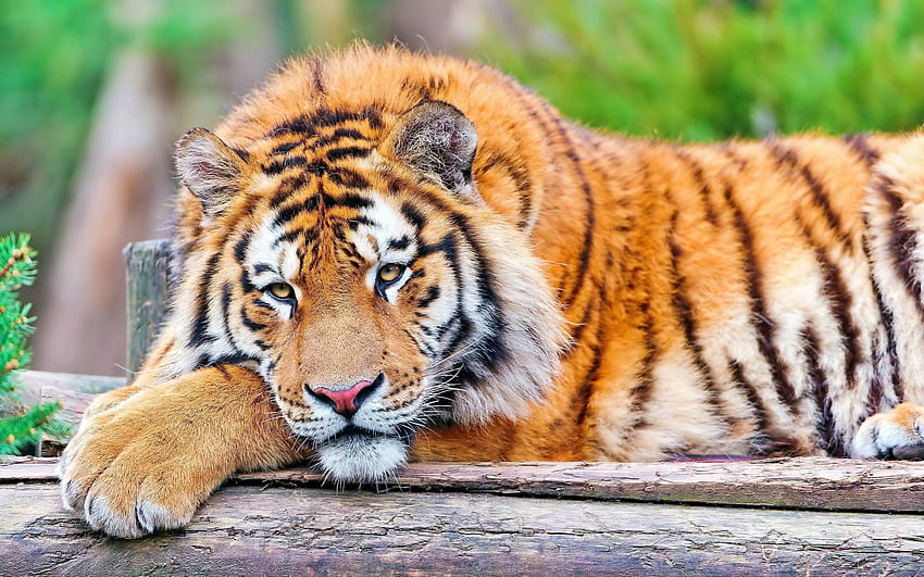 zwierzęta, trawa, leżeć, leżeć, drapieżnik, duży kot, tygrys Tapeta HD
