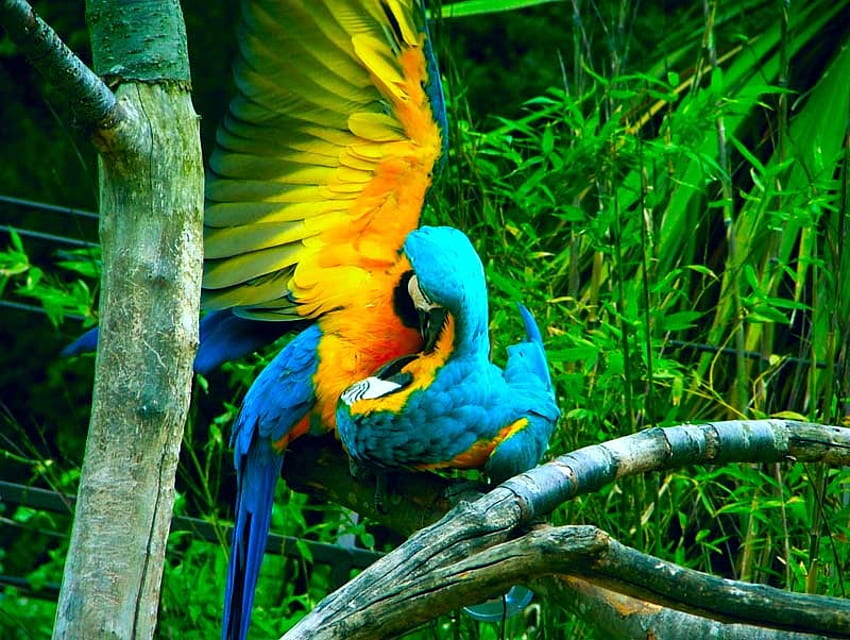 Macaws Preening, macaws, preening, birds, color HD wallpaper