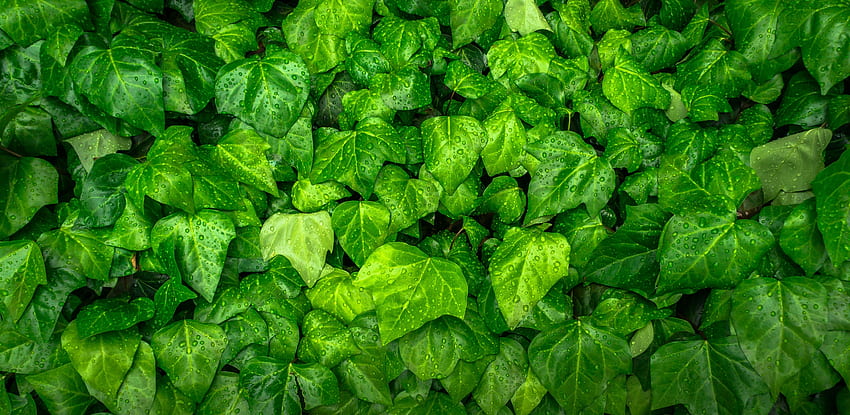 Leaves, Drops, Plant, Macro, Ivy HD wallpaper