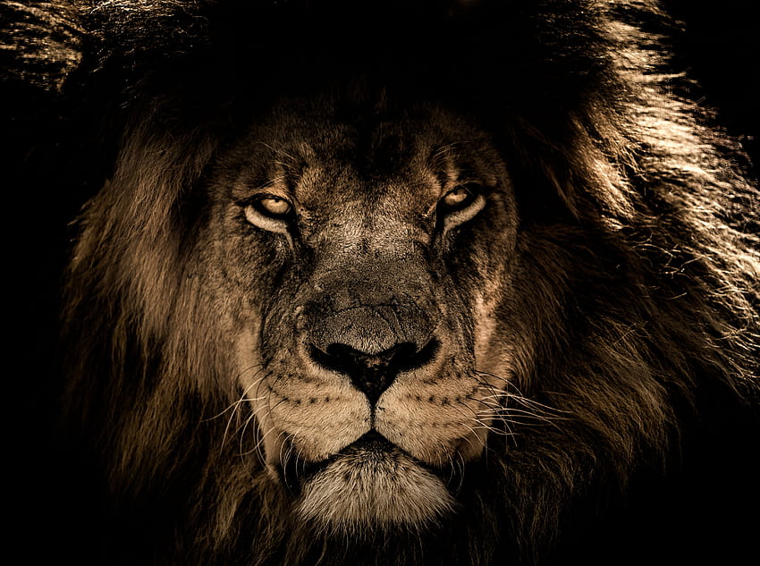 สัตว์ ปากกระบอกปืน สิงโต นักล่า สายตา ความคิดเห็น แผงคอ วอลล์เปเปอร์ HD