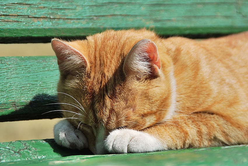 спяща котка, котка, домашен любимец, портокал, спи HD тапет