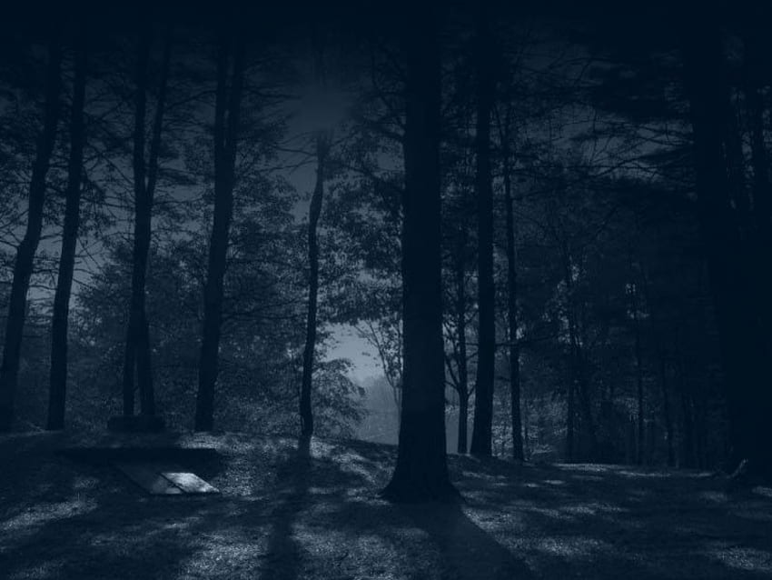 Dark Woods, nuit, ténèbres, bois Fond d'écran HD