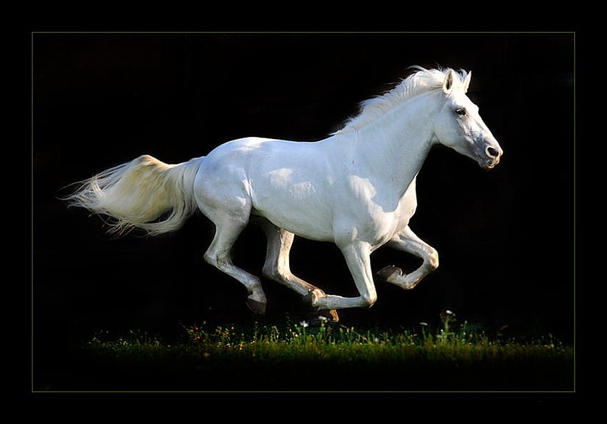 白い馬が走る、動物、走る、馬、自然 高画質の壁紙