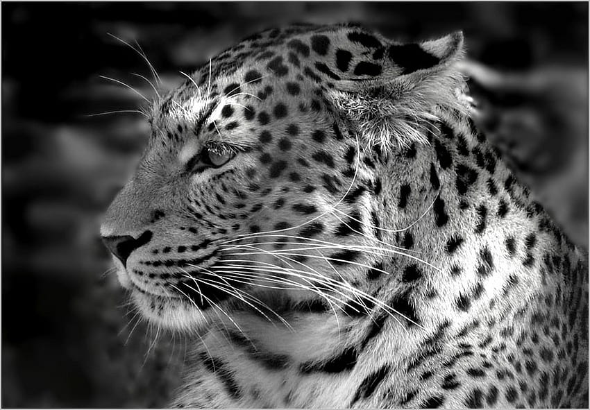 BW Leopard, Großkatzen, weiß, schwarz, Leopard HD-Hintergrundbild