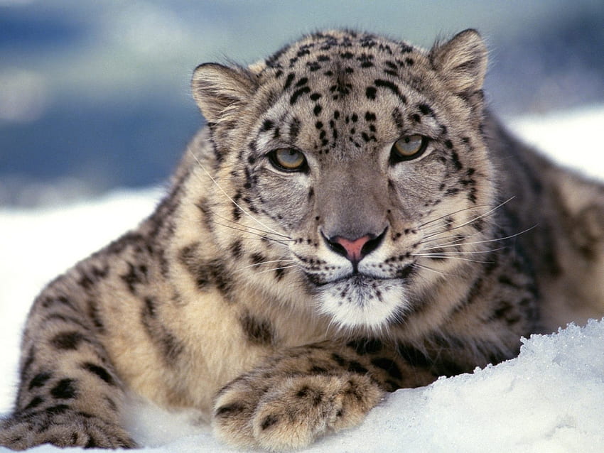 Hayvanlar, Kar Leoparı HD duvar kağıdı