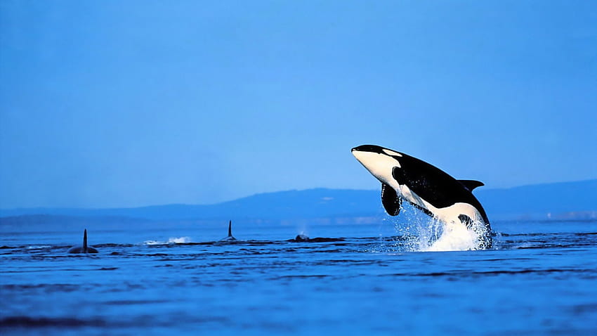 orca saltando do mar, mar, salto, orca, respingo papel de parede HD