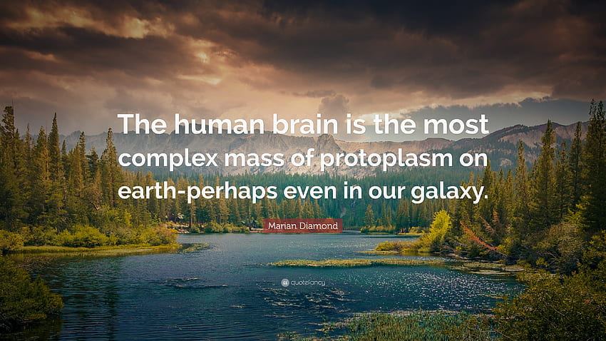 Marian Diamond Quote: “The human brain is the most complex mass of protoplasm on HD wallpaper