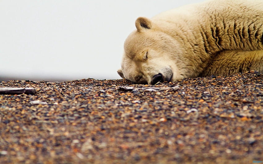 Animali, sdraiarsi, sdraiarsi, museruola, dormire, sognare, orso polare Sfondo HD