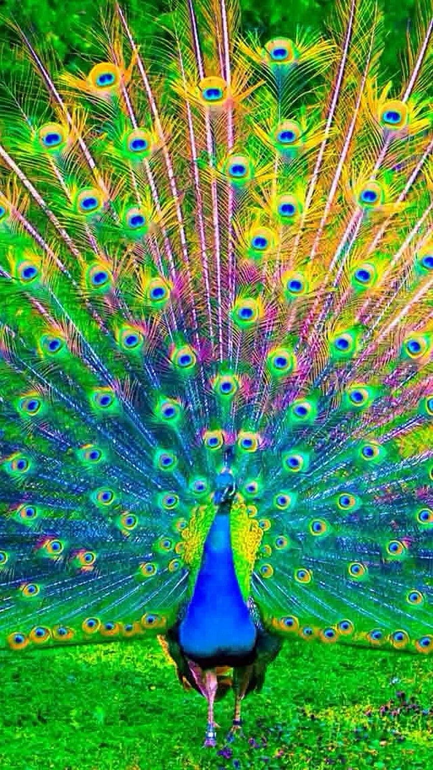 Peacock Wallpapers (80+ images inside)