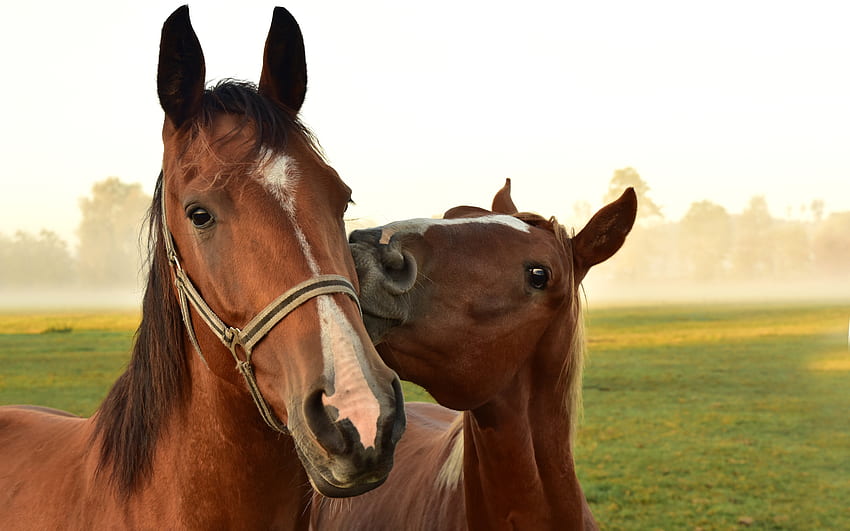 Horse, animal, horses, ranch HD wallpaper