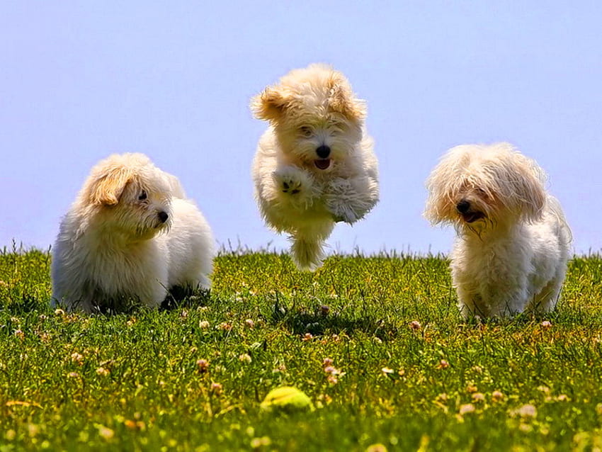Jump, white, dogs, puppies, cute, grass, three, jumping HD wallpaper