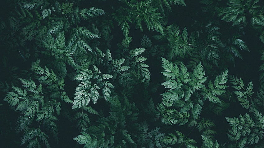 Green Aesthetic :, Aesthetic Forest HD wallpaper