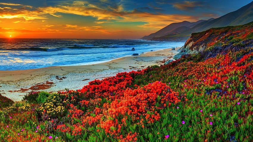 Kaliforniya Sahili'nde bahar çiçekleri, plaj, deniz, renkler, manzara, bulutlar, gökyüzü, gün batımı HD duvar kağıdı
