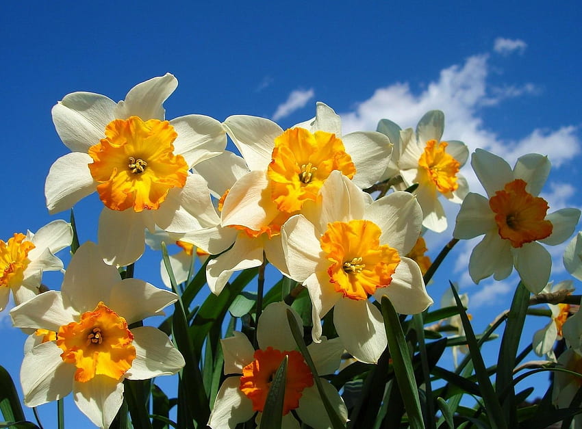 ดอกไม้ ท้องฟ้า นาร์ซิสซัสซี แปลงดอกไม้ แปลงดอกไม้ ฤดูใบไม้ผลิ แดดจัด วอลล์เปเปอร์ HD