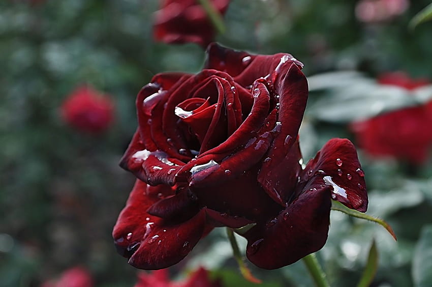 Maroon Rose, Burgundy Roses HD wallpaper