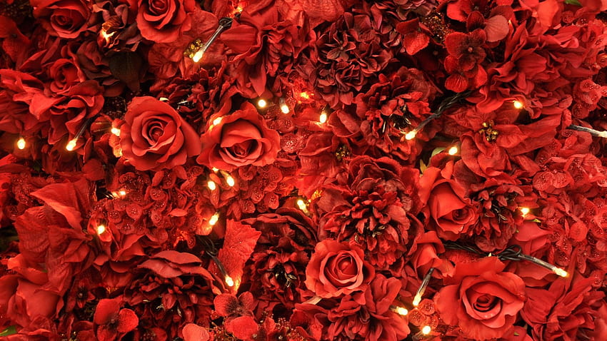 Flower Red Roses Lights - 2021 Live . Rose , Red roses , flower, Paris Red Flowers Laptop HD wallpaper