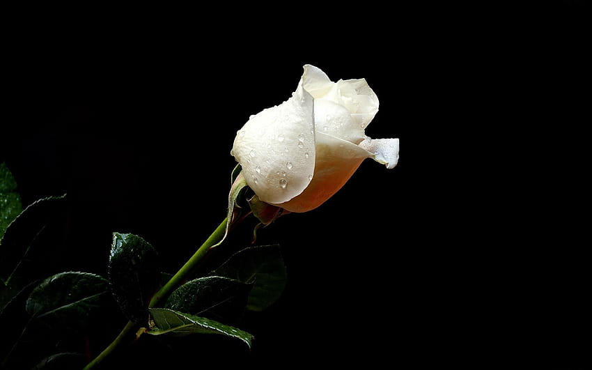 Kwiaty, krople, kwiat, kwiat róży, róża, świeżość, czarne tło Tapeta HD