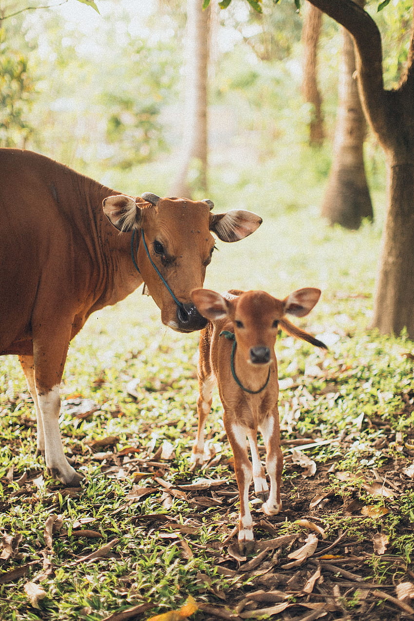 소와 송아지 · 가축, 아기 소 HD 전화 배경 화면