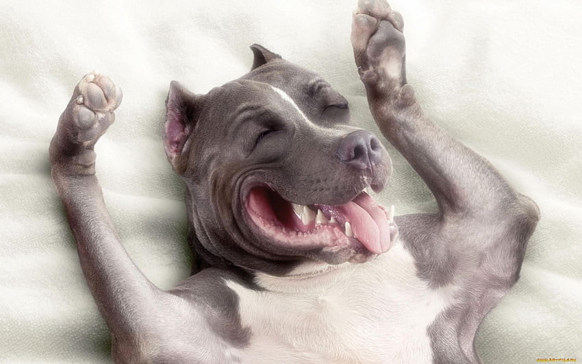 Happy Dog, dog, animal, happy, wow HD wallpaper