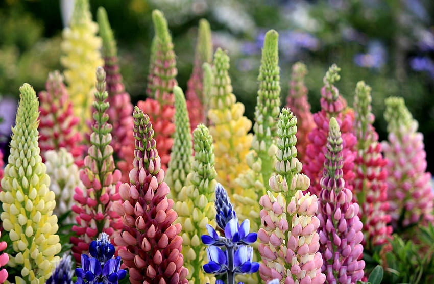 꽃, 여러 가지 빛깔의, 크라운, Lupins, 머리 꼭대기 HD 월페이퍼