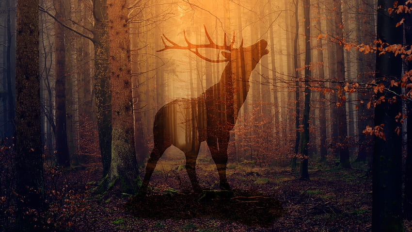 Nature, Autumn, Silhouette, Forest, Fog, Deer HD wallpaper