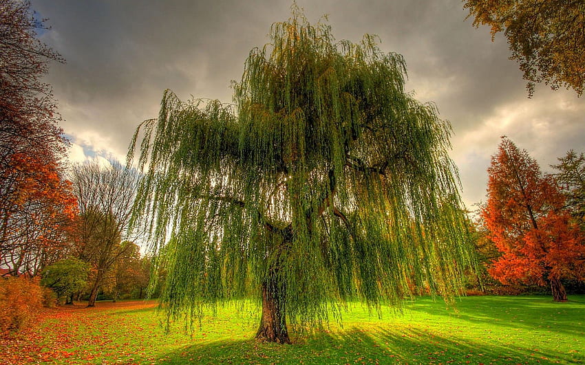 Weeping Willow, Willow Tree HD wallpaper