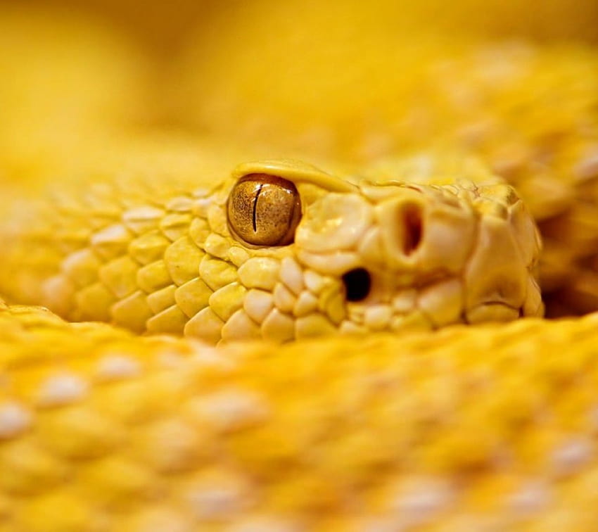 งูเหลือง สัตว์ ธรรมชาติ งู คำเตือน วอลล์เปเปอร์ HD