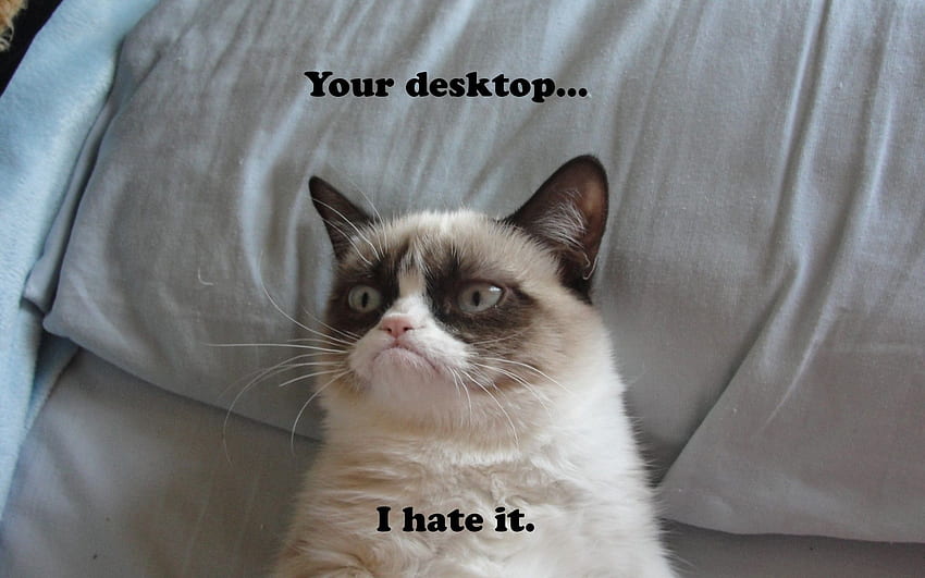 Grumpy Cat Meme 유머 재미있는 고양이. . 98021. UP, 재미있는 고양이 밈 HD 월페이퍼
