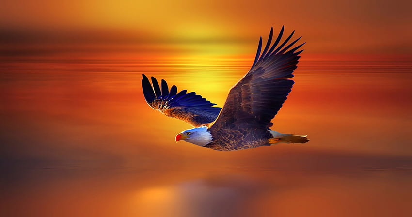 American Bald Eagle for background, Cool Eagle HD wallpaper